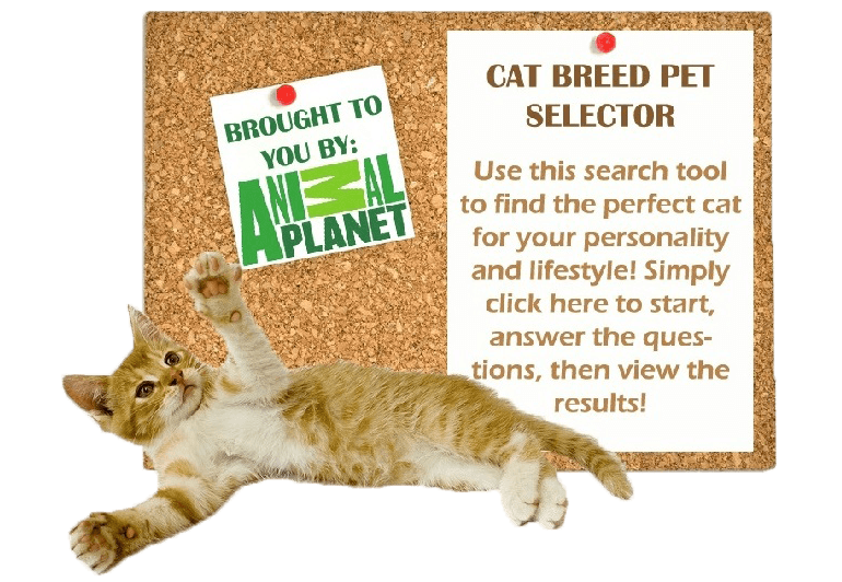 Cat Breed Selector 2 (1)